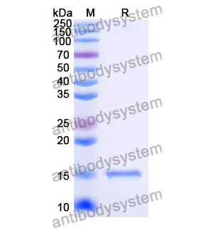 Anti-Human CD154/CD40LG/TNFSF5 Nanobody (SAA1196)