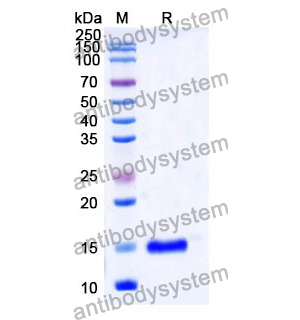 Anti-Human CD64/FCGR1A Nanobody (SAA1312)