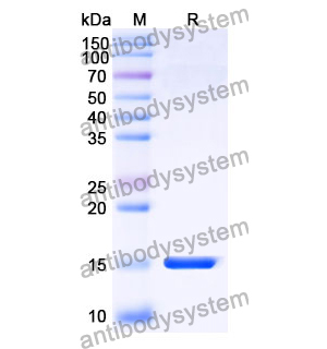 Anti-Human CD274/PD-L1/B7-H1 Nanobody (SAA1141)