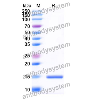 Anti-Human SLC10A1 Nanobody (SAA1095)