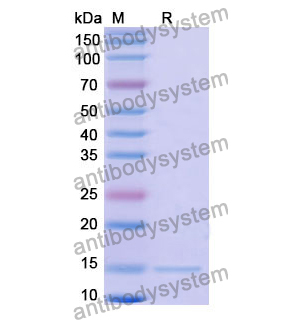 Anti-Human CFTR Nanobody (SAA1024)