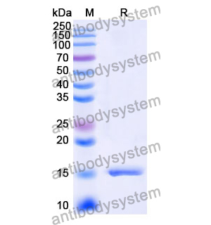 Anti-Human AGTR1 Nanobody (SAA1316)