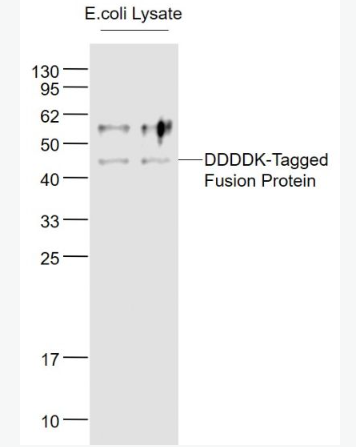 Anti-FLAG Tag antibody-FLAG Tag标签（N端）抗体