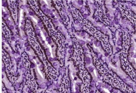 Anti-Histone H3 (tri methyl K4) antibody-甲基化组蛋白H3(tri methyl K4)单克隆抗体