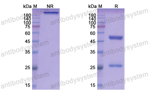 Research Grade Romlusevimab  (DVV00312)