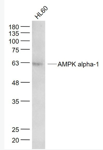 Anti-AMPK alpha-1 antibody-腺苷单磷酸活化蛋白激酶α1/AMPK α 1单克隆抗体