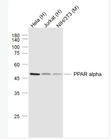 Anti-PPAR alpha  antibody-α型-过氧化酶活化增生受体单克隆抗体