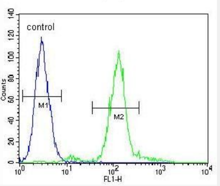 Anti-ZEB1  antibody-钙结合蛋白39单克隆抗体