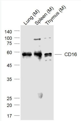 Anti-CD16 antibody-FC段γ受体3/免疫球蛋白G Fc段受体III单克隆抗体