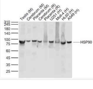 Anti-Hsp90   antibody-热休克蛋白90单克隆抗体