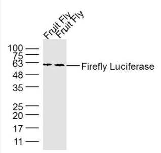 Anti-Firefly Luciferase antibody-荧光素酶单克隆抗体