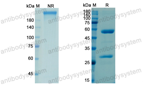 Research Grade Osocimab  (DHC04201)