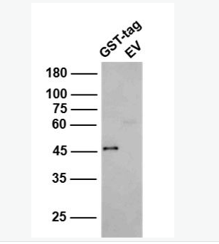 Anti-GST tag antibody-GST标签抗体