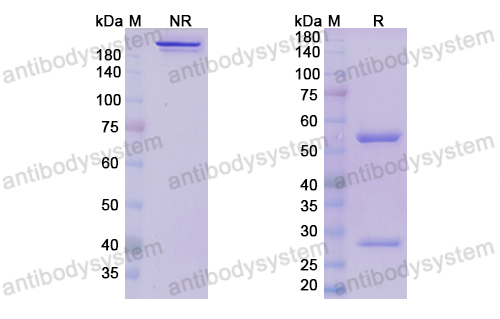 Research Grade Crovalimab  (DHB90005)