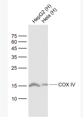 Anti-COX4I1 antibody-细胞色素c氧化酶IV重组兔单抗