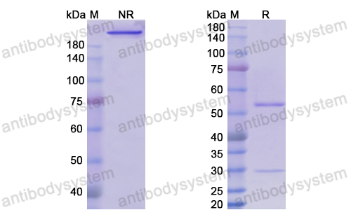 Research Grade Setrusumab  (DHJ48703)