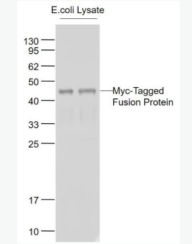 Anti-Myc tag antibody-Myc tag标签抗体