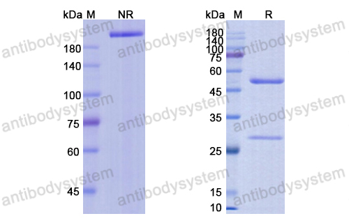 Research Grade Vorsetuzumab(DHE01902)