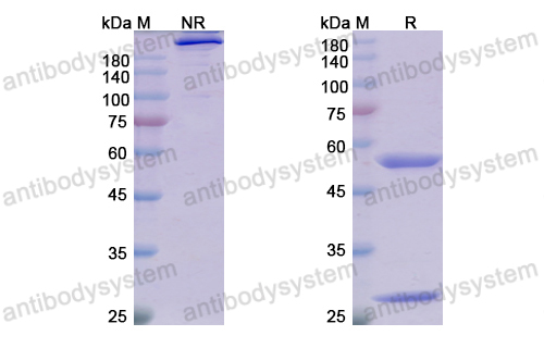 Research Grade Adecatumumab  (DHD17402)