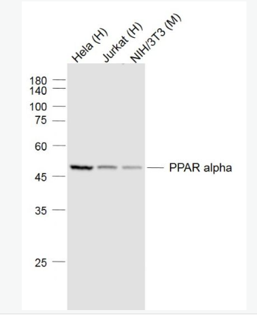 Anti-PPAR alpha antibody-α型-过氧化酶活化增生受体单克隆抗体
