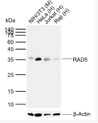 Anti-RAD51 antibody-Rad51单克隆抗体