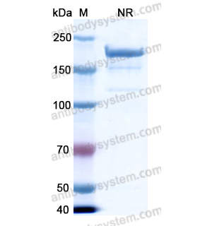 Research Grade Naptumomab(DHG62601)