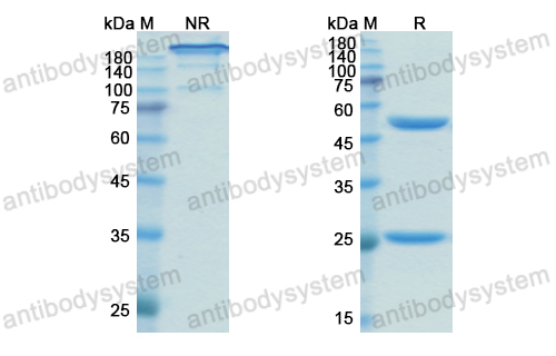 Research Grade Obinutuzumab(DHC90704)