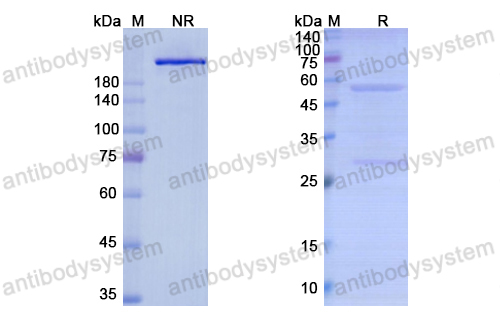 Research Grade Lexatumumab  (DHA29105)