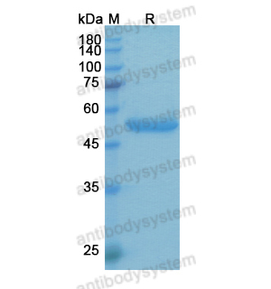 Research Grade Etanercept(DHB94429)