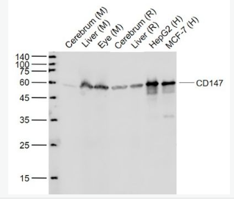 Anti-CD147 antibody-CD147重组兔单抗
