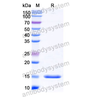 Anti-Human MET/c-Met/HGFR Nanobody (SAA1308)