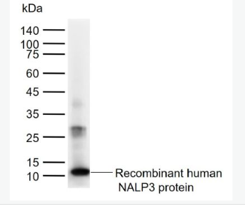 Anti-NLRP3 antibody-细胞凋亡诱导蛋白NALP3抗体