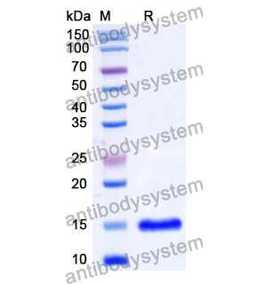 Anti-Human CD331/FGFR1 Nanobody (SAA1366)