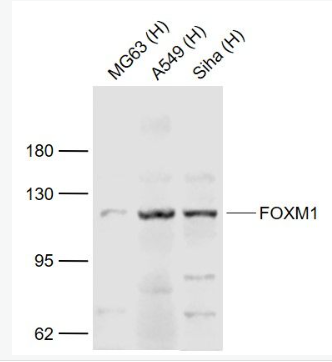 Anti-FOXM1 antibody-叉头蛋白M1抗体