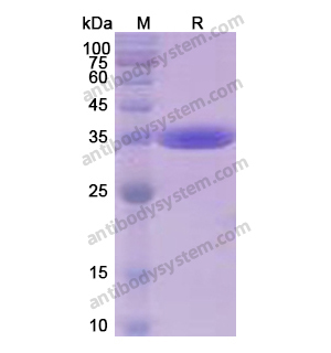 流式抗体：Human CD324/CDH1 Antibody (SAA0269) FHC95220
