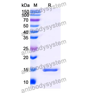 Anti-Human TNFa/TNF-alpha Nanobody (SAA1163)