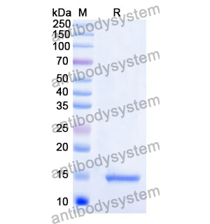 Anti-Human CD9 Nanobody (SAA0905)