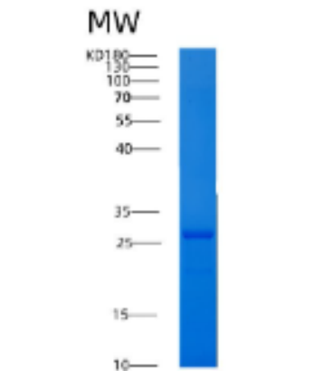 Recombinant Human 14-3-3 ?/YWHAS Protein
