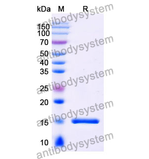 Anti-Chick LYZ/Lysozyme C Nanobody (SAA0896)