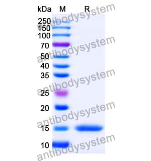 Anti-Human TP53/p53 Nanobody (SAA0875)
