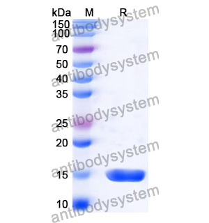 Anti-Mouse CD223/LAG3 Nanobody (SAA0767)