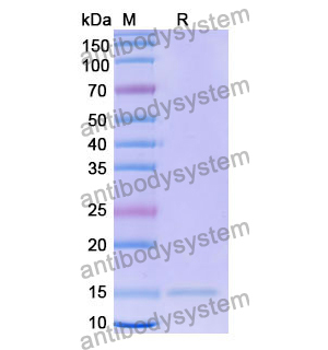 Anti-Human NAP1L1 Nanobody (SAA1229)