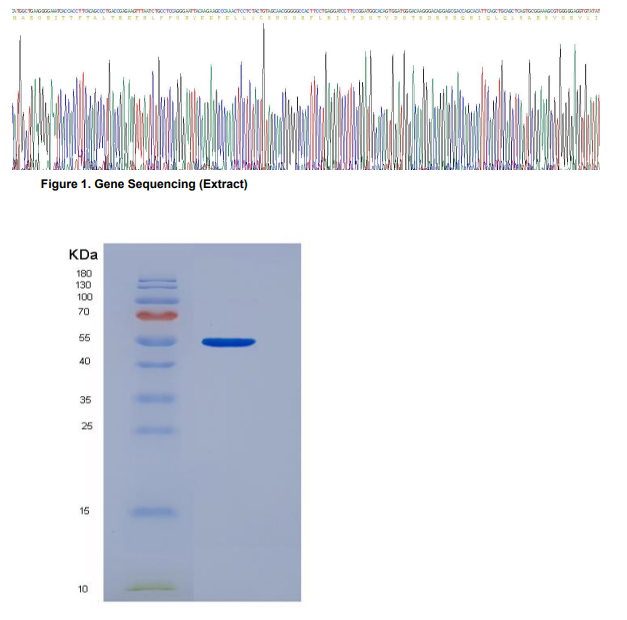 Recombinant Fibroblast Growth Factor 1, Acidic (FGF1)