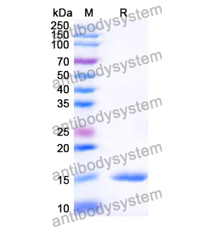 Anti-Human ADAM9 Nanobody (SAA1216)