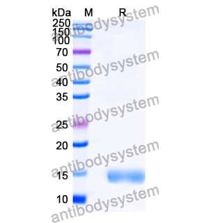 Anti-SARS-CoV-2 S Protein Nanobody (SAA1091)