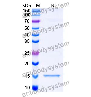 Anti-SARS-CoV-2 S Protein Nanobody (SAA1089)