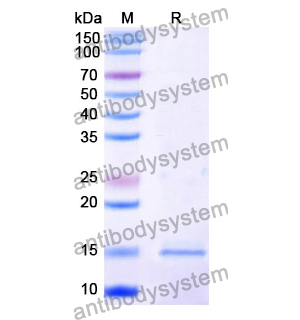 Anti-Human NCL Nanobody (SAA1204)