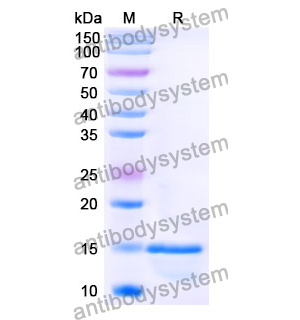 Anti-Human AURKA Nanobody (SAA1200)