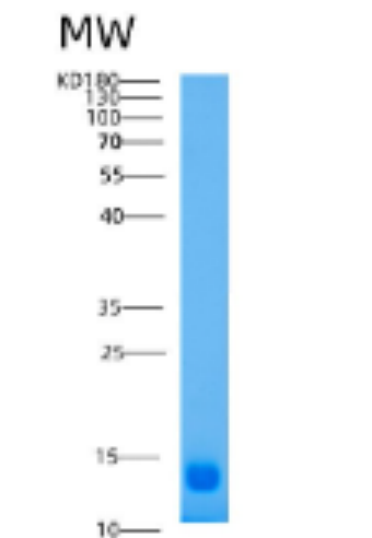 Recombinant Human ACVR2A Protein