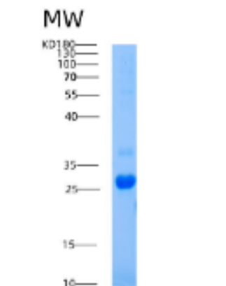 Recombinant Human AICDA Protein